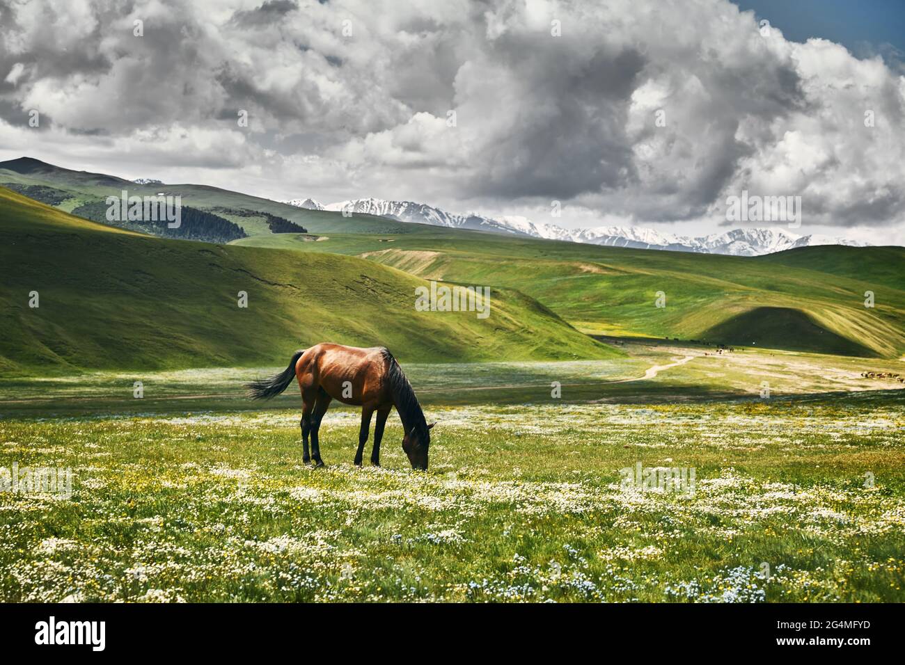 Brown Horse dans la vallée de la montagne plateau d'Assy près d'Almaty, Kazakhstan Banque D'Images