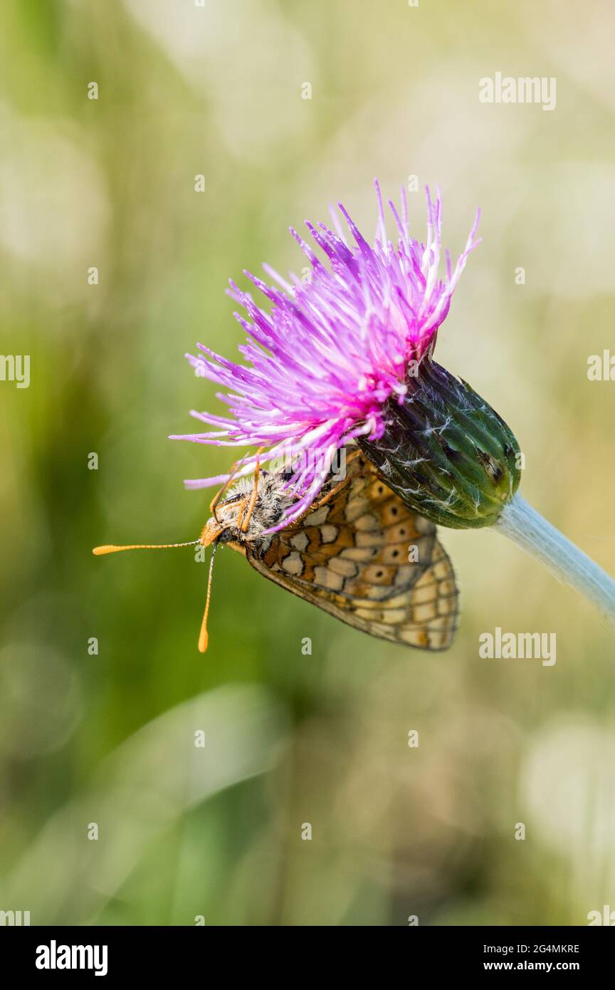 Papillon fritillaire de Marsh se nourrissant de chardon de prairie Banque D'Images