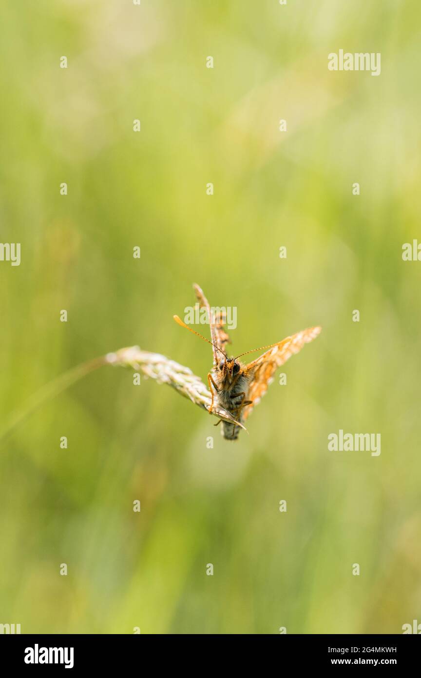 Territoire de repos et de garde des papillons fritillaires de Marsh Banque D'Images