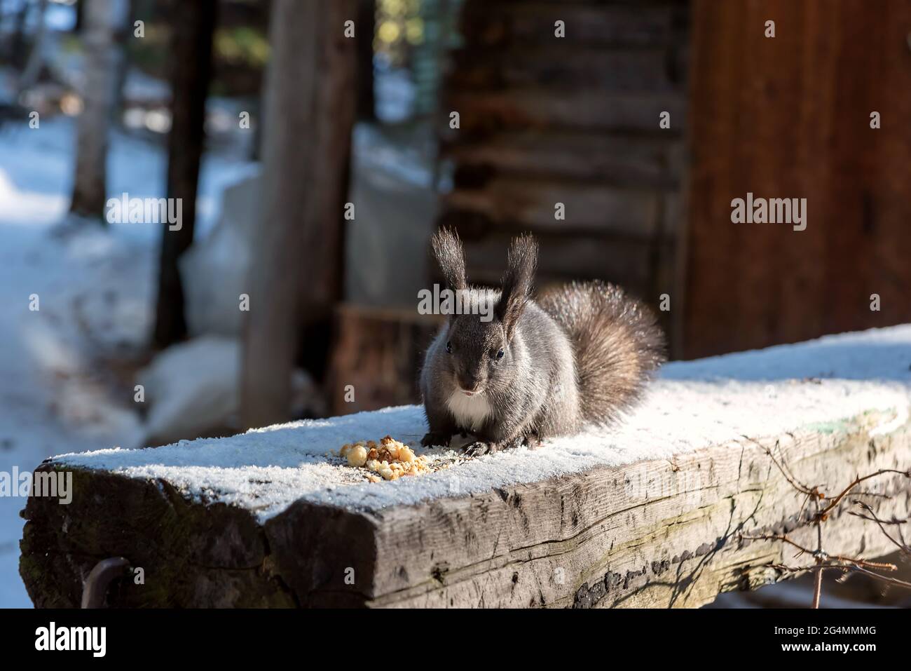 Écureuil gris siting près de chapelure sur bois en bois en hiver Banque D'Images