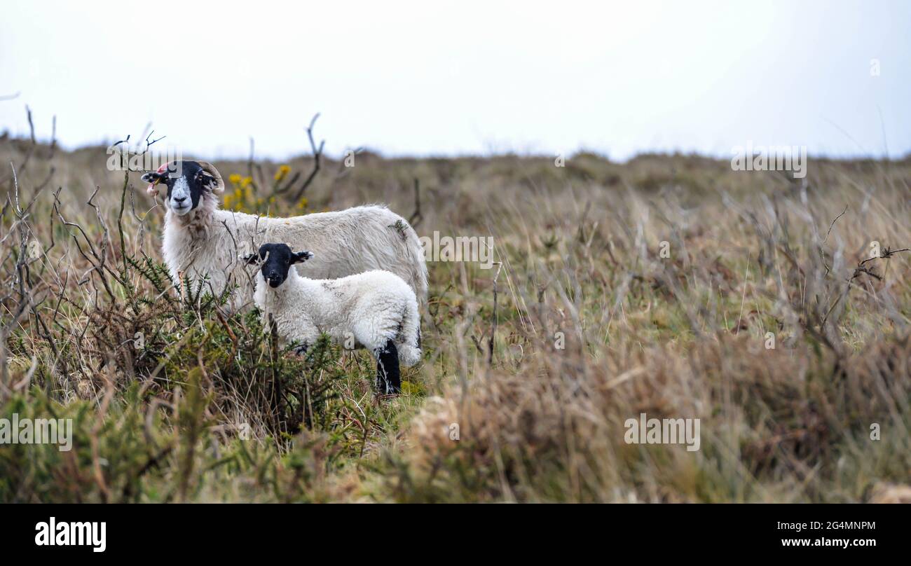 Une mère avec son agneau sauvage broutant le parc national de Dartmoor Banque D'Images