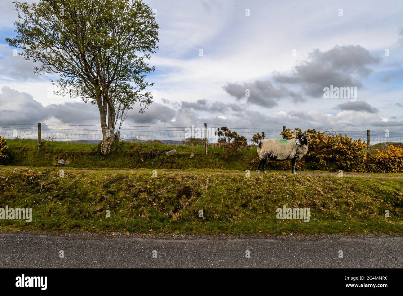 Moutons sauvages broutant le parc national de Dartmoor Banque D'Images