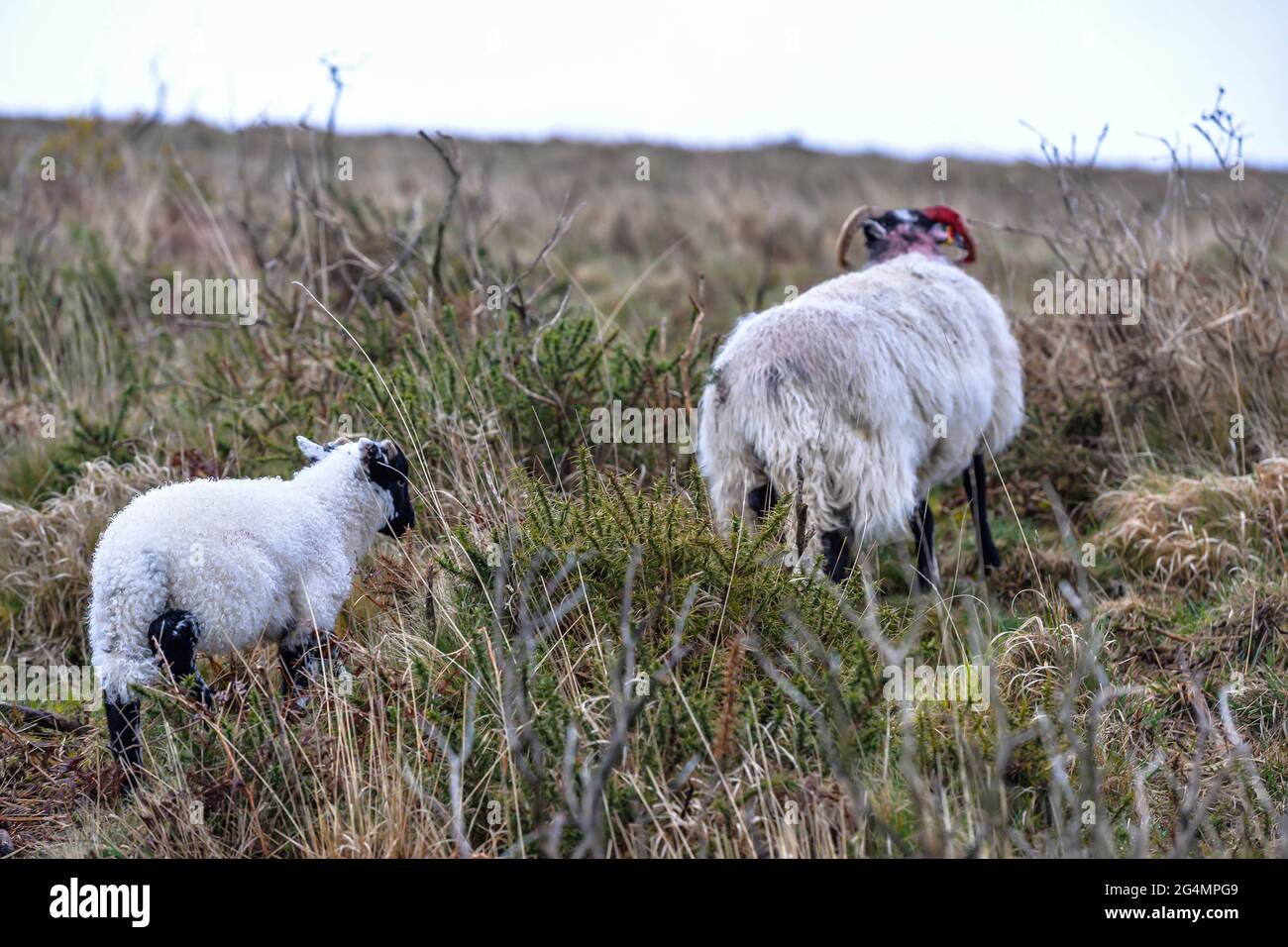 Moutons sauvages broutant le parc national de Dartmoor Banque D'Images
