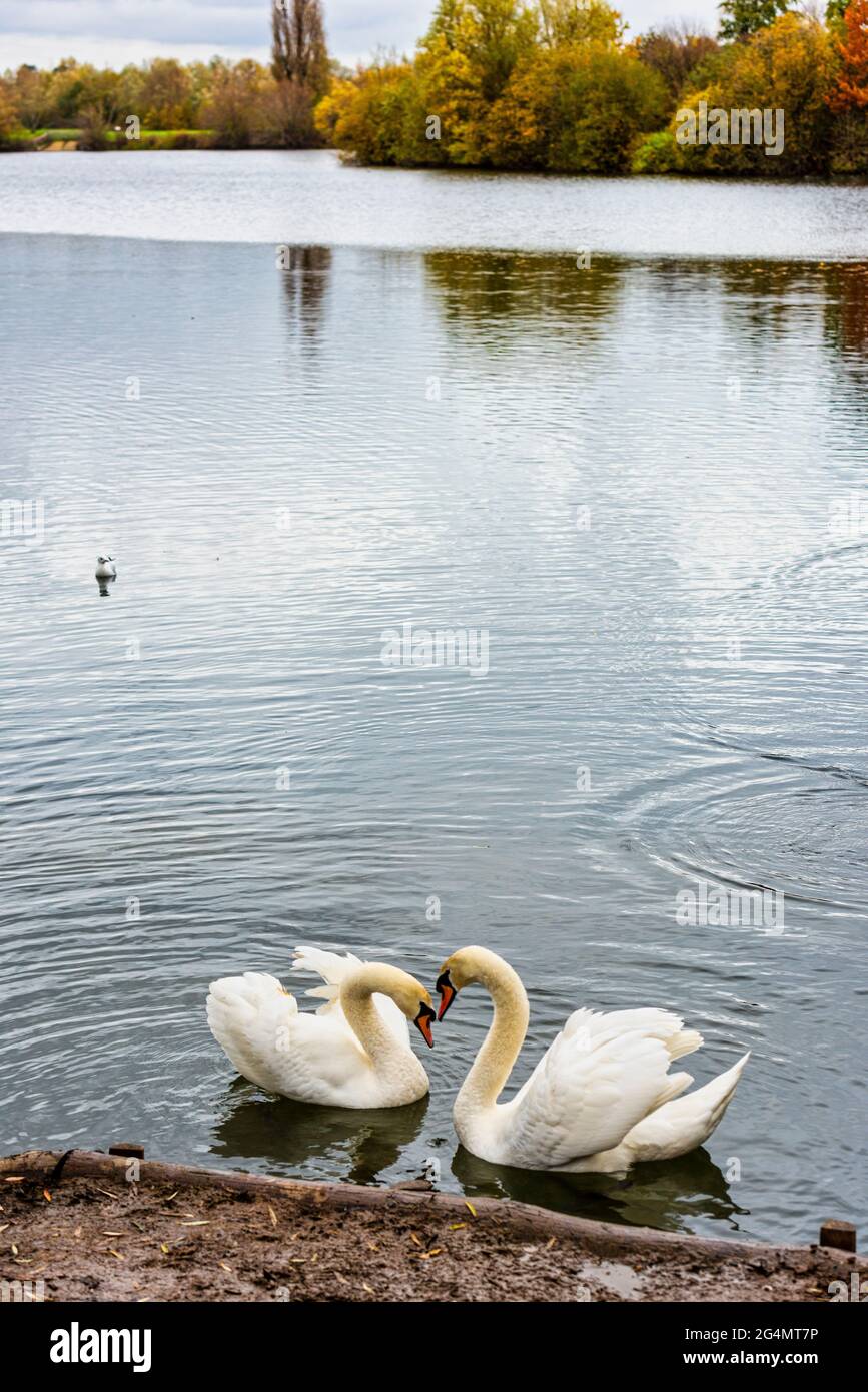 Cygnes sur les lacs de Leybourne près de Maidstone dans le Kent, en Angleterre Banque D'Images
