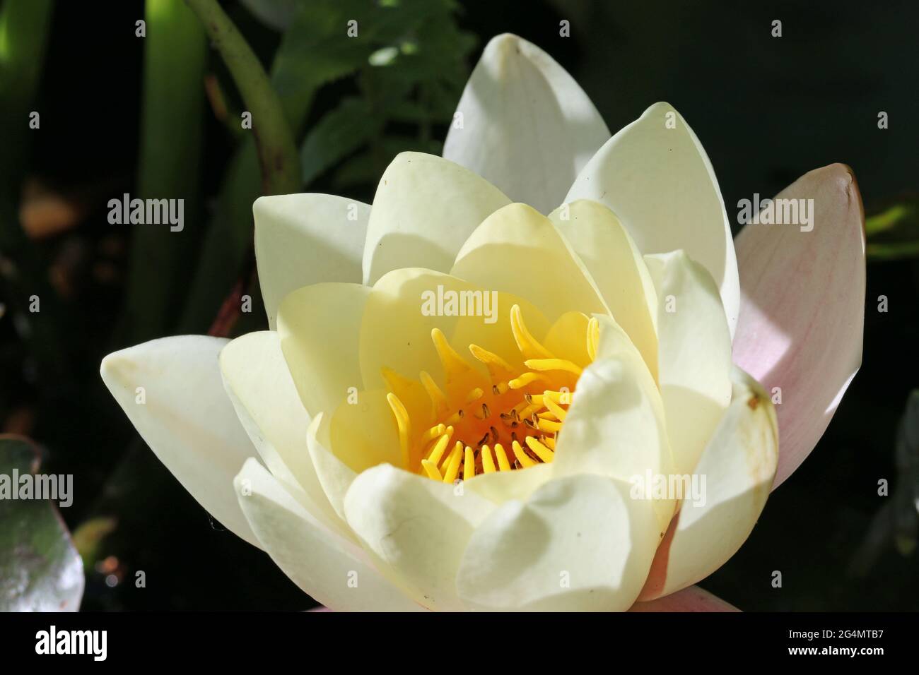 Nénuphars jaunes très pâle, espèce Nymphée, fleur aux pétales extérieurs roses et éclairée par la lumière du soleil avec un fond vert foncé de feuilles. Banque D'Images