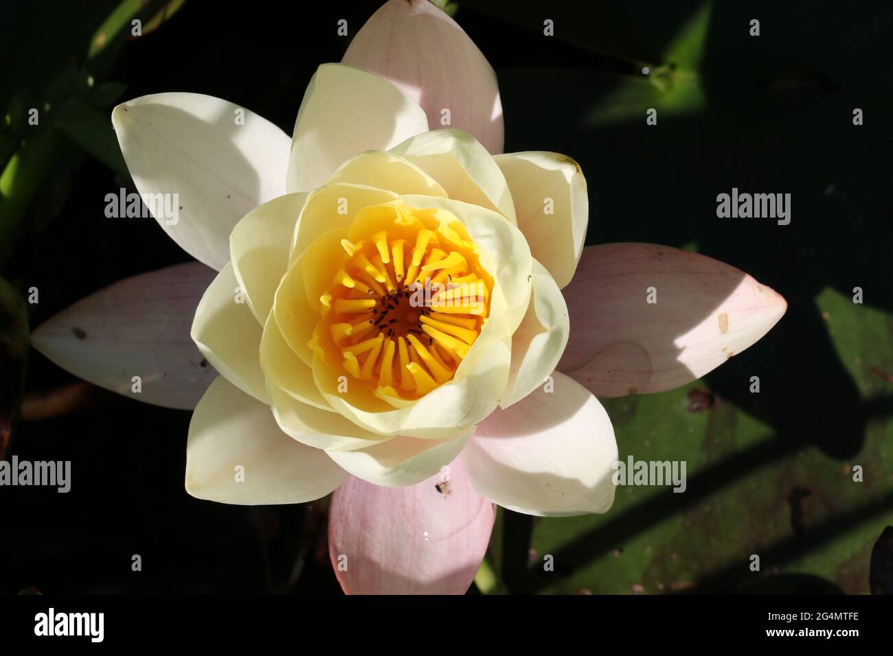 Nénuphars jaunes très pâle, espèce Nymphée, fleur aux pétales extérieurs roses et éclairée par la lumière du soleil avec un fond vert foncé de feuilles. Banque D'Images