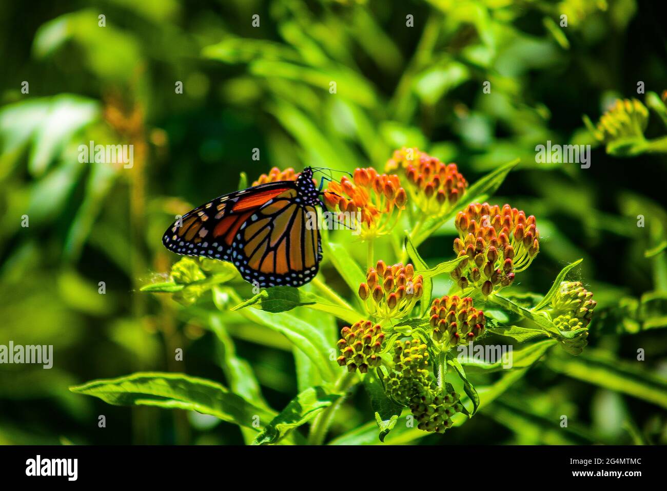 Un papillon monarque. Banque D'Images