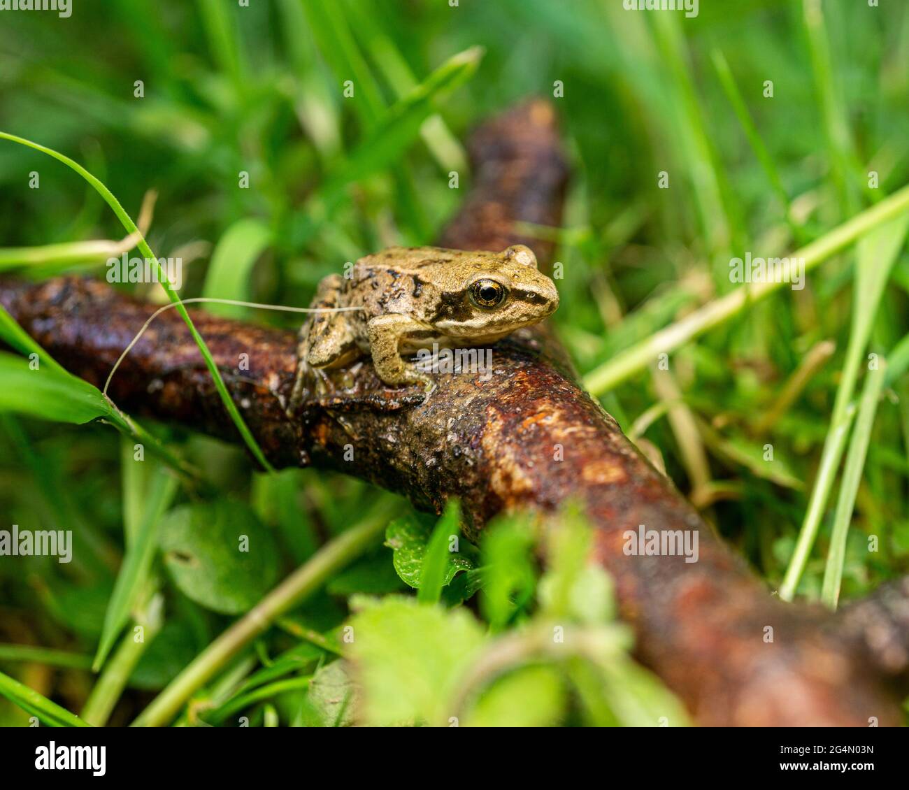 Gros plan d'une grenouille jaune sur un bâton au milieu de l'herbe Banque D'Images