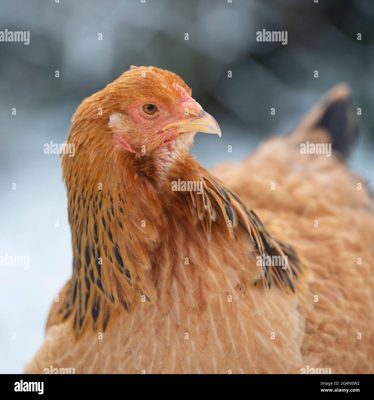 Buff brahma poule dans la neige Banque D'Images