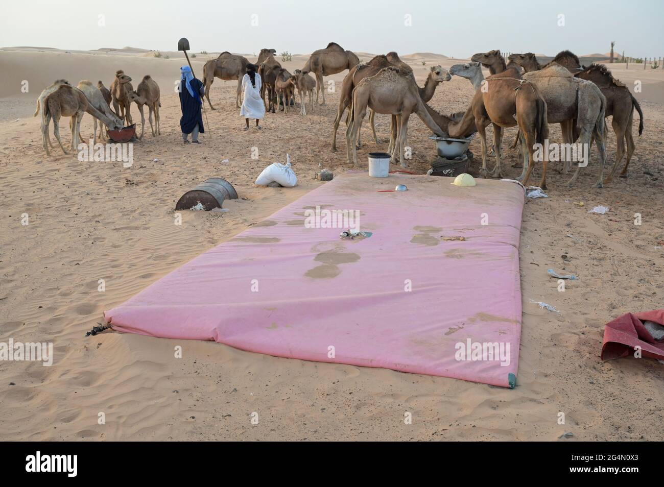 MAURITANIE, Nouakchott, désert à la périphérie, nomades de moures avec troupeau de chameaux pour la vente de lait, grand sac d'eau / MAURETANIEN, Nuakschott, Wüste am Stadtrand, Mauren mit Kamelherde für Milchverkauf, großer Wassersack Banque D'Images