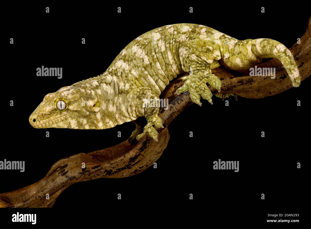 Nouveau gecko géant calédonien Nuu Aani (Rhacodactylus laechianus) Banque D'Images