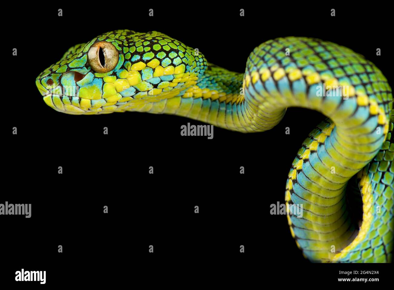 Pit Viper de Schultze (Parias schultzei) Banque D'Images