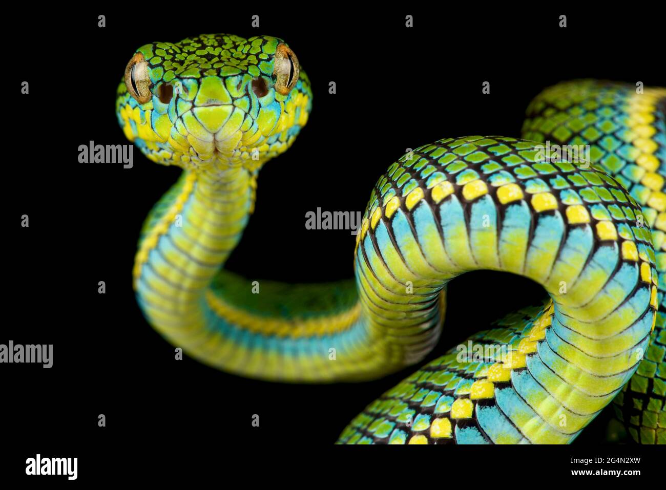 Pit Viper de Schultze (Parias schultzei) Banque D'Images