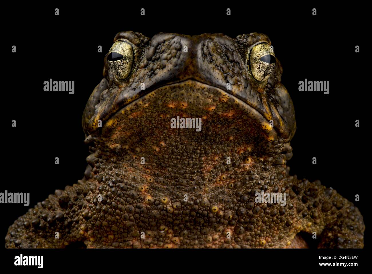 Crapaud géant asiatique (Phrynoidis asper) Banque D'Images