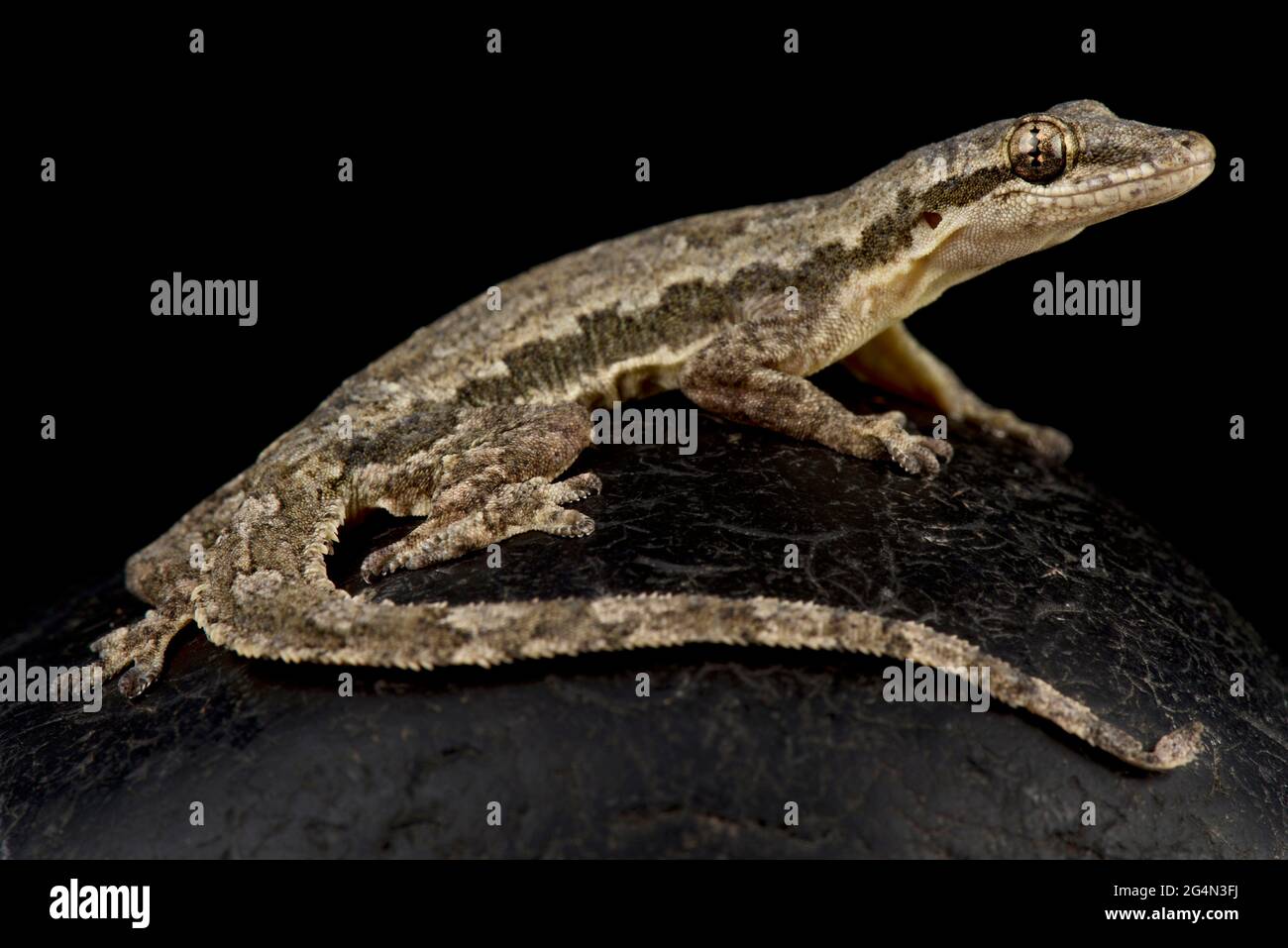 Gecko maison à queue plate (Hemidactylus platyurus) Banque D'Images