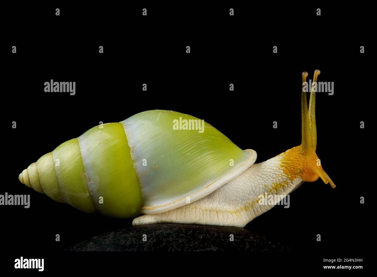 Escargot d'arbre vert (Amphidromus atricallosus) Banque D'Images