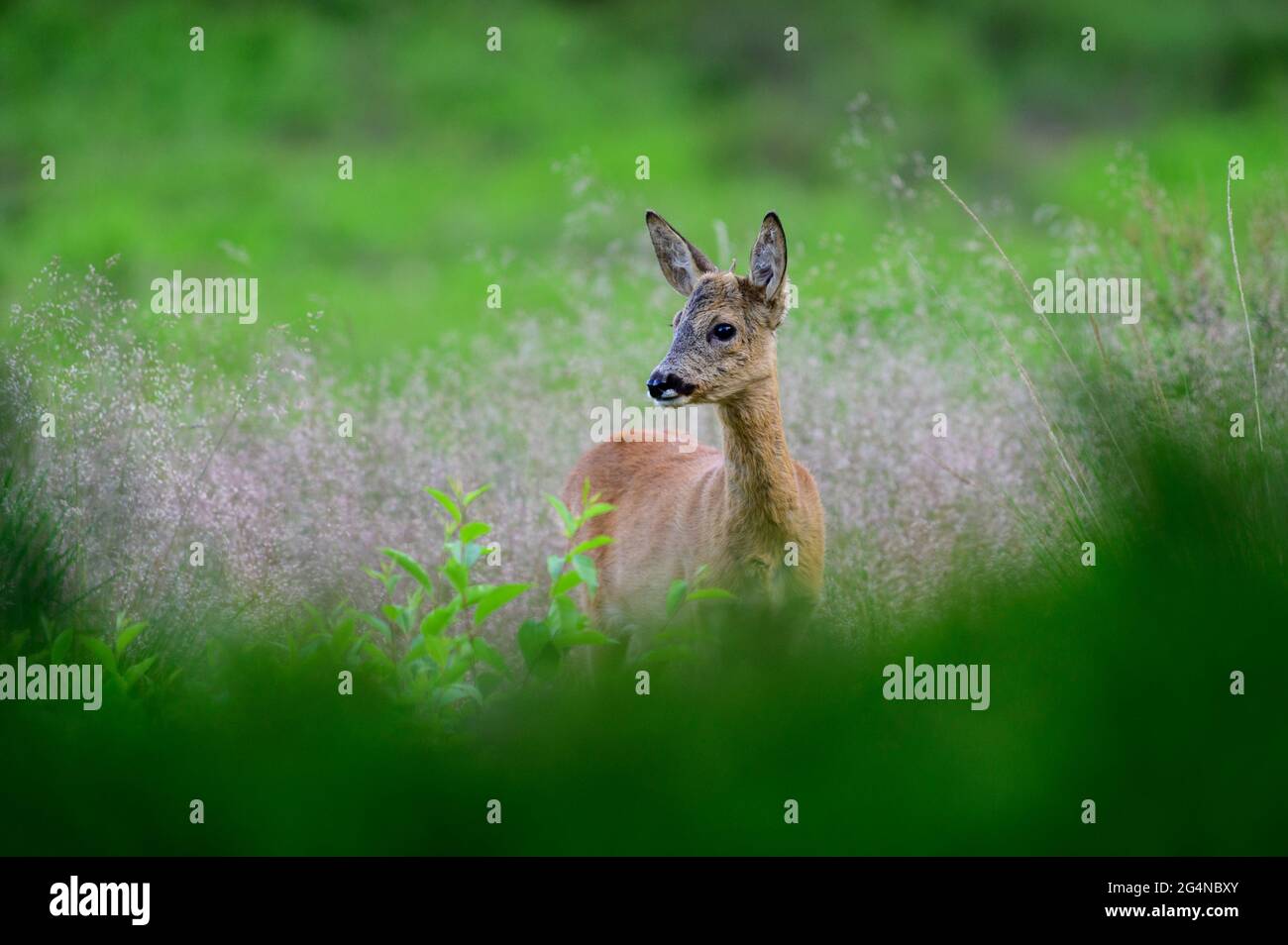 Le jeune buck de cerf de Virginie avec de très petits bois dans l'herbe haute Banque D'Images