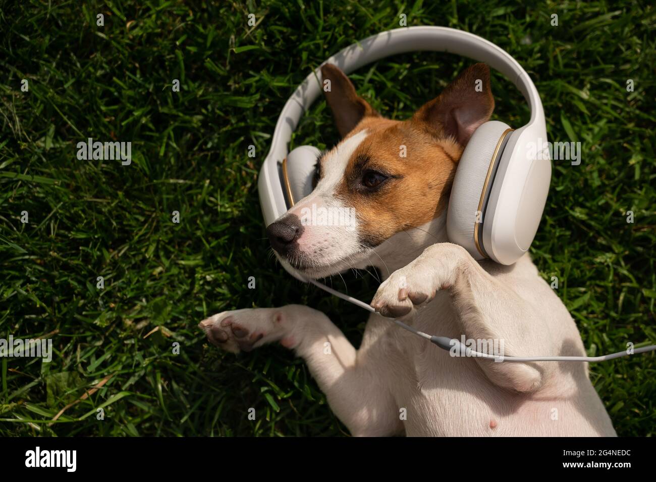 Jack pour chien russell terrier se trouve sur une pelouse verte et écoute de la musique avec un casque. Banque D'Images