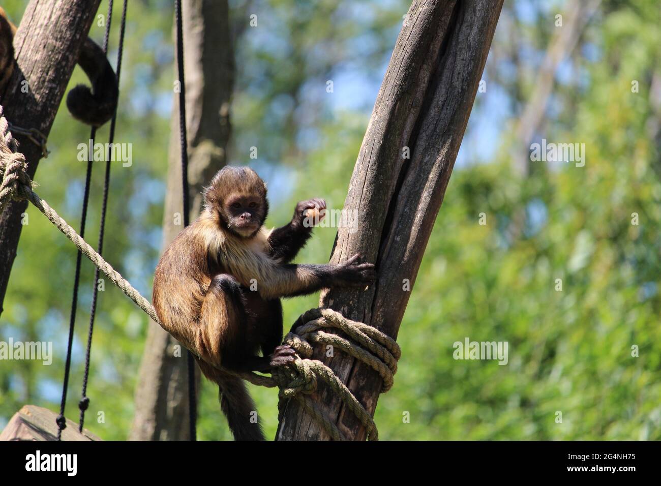 Un drôle de capucins à cornes noires reposant sur l'arbre Banque D'Images