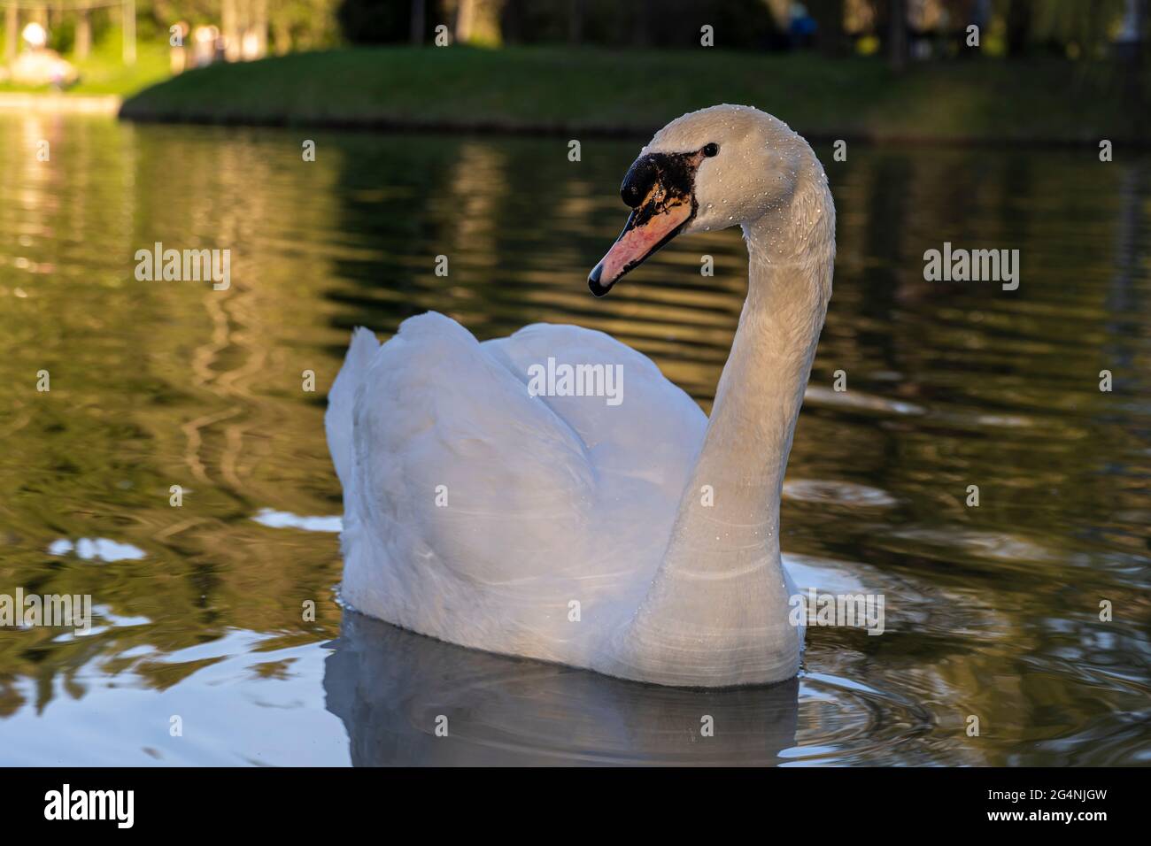 Graceful White Swan Nageant Dans Le Lac Cygnes Dans La Nature Portrait D Un Cygne Blanc Nageant Sur Un Lac Le Cygne Muet Nom Latin Cygnus Olor Photo Stock Alamy