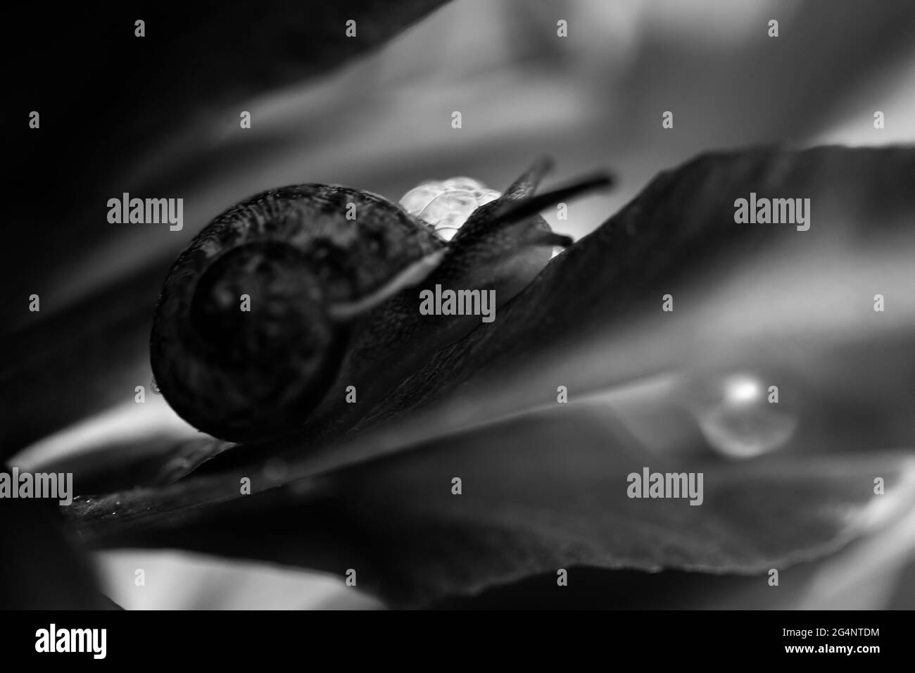 Magnifique escargot de jardin gros plan en noir et blanc sur une feuille avec des gouttes d'eau. Nature sauvage au printemps dans Norfolk Angleterre. Macro nature monotone Banque D'Images