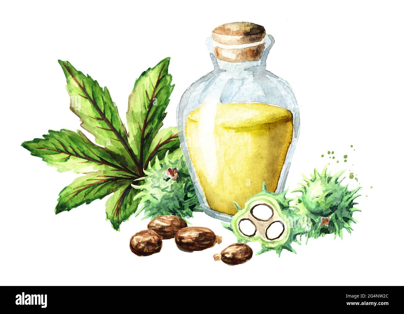 Bouteille d'huile de ricin avec fruits de ricin verts, haricots, feuilles et graines. Aquarelle illustration dessinée à la main isolée sur fond blanc Banque D'Images