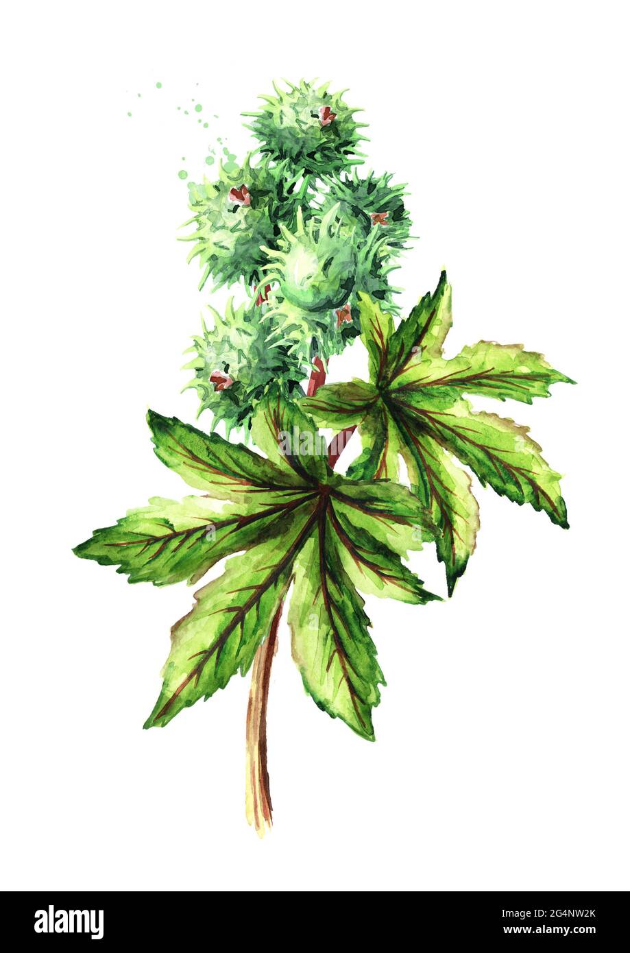 Usine d'huile de ricin, Ricinus communis. Brunch avec haricots verts et feuilles. Illustration aquarelle dessinée à la main, isolée sur fond blanc Banque D'Images