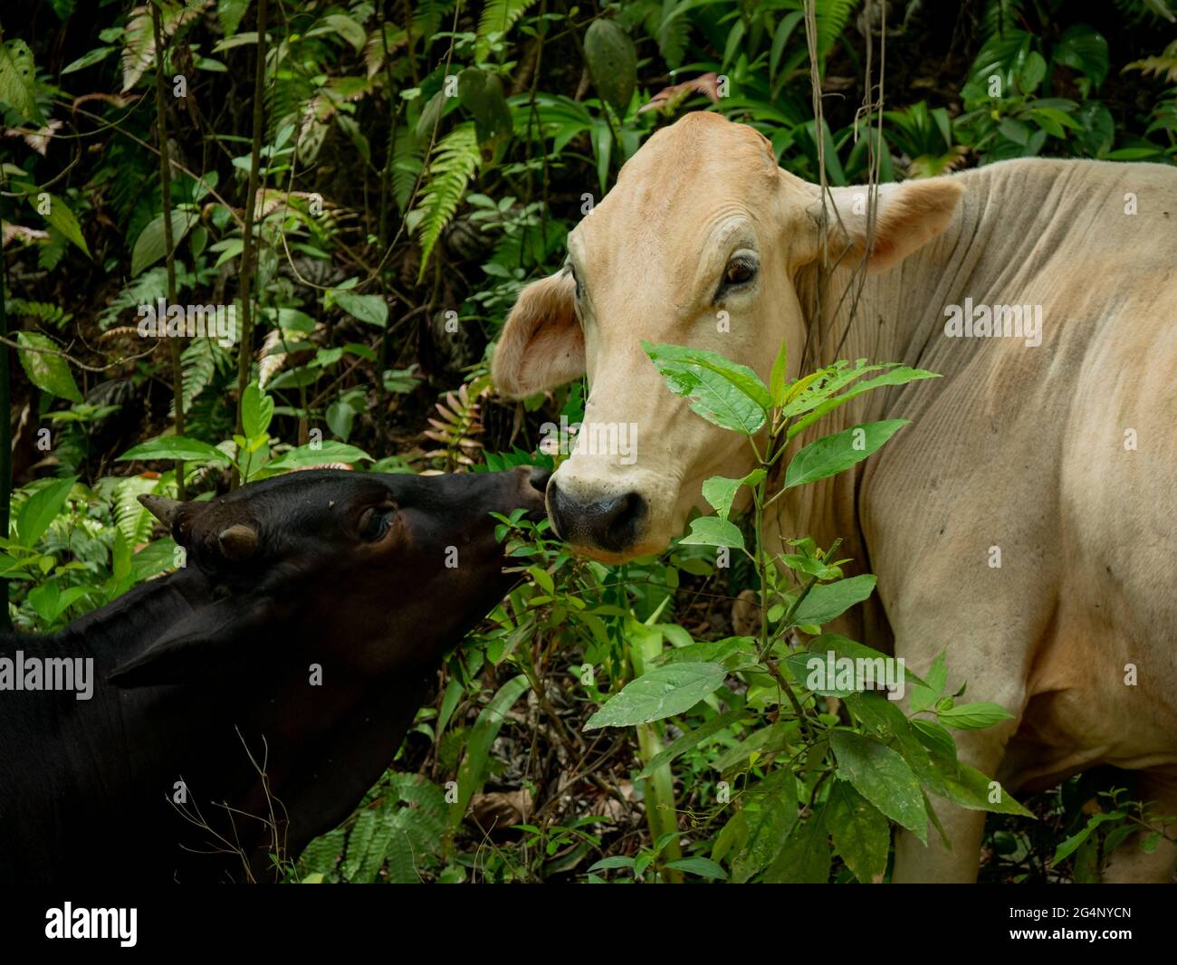 Vache blanche recevant un Kiss de son veau noir Banque D'Images