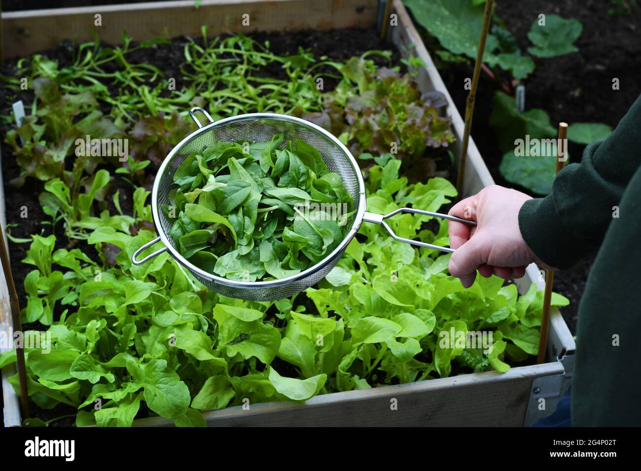 Personne tenant une passoire remplie d'épinards biologiques récoltés du jardin potager. En arrière-plan, la laitue verte est cultivée dans le jardin. Banque D'Images