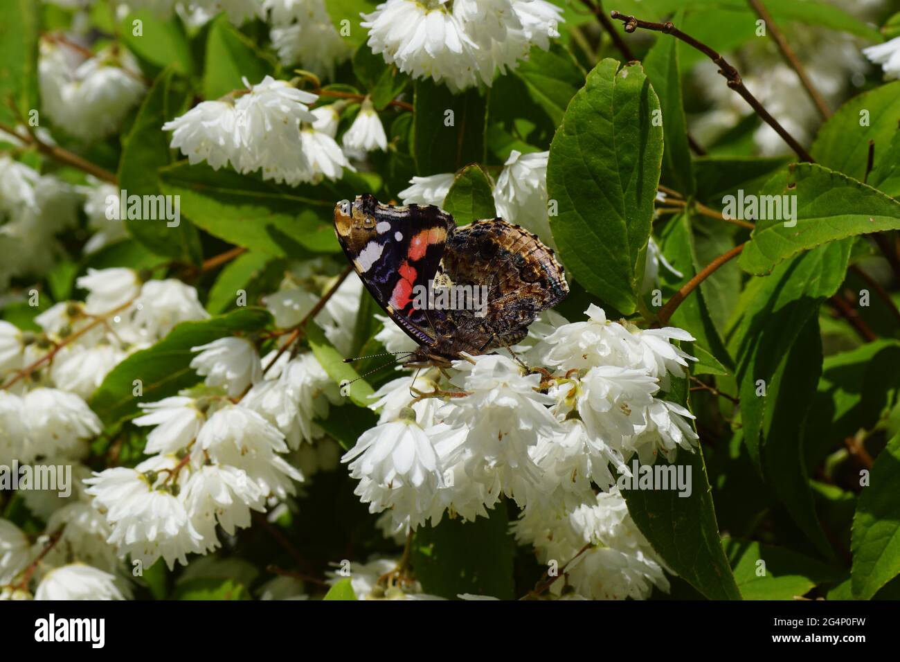 Rouge amiral, rouge admirable (Vanessa atalanta), famille Nymphalidae sur les fleurs blanches de l'arbuste Deutzia, famille Hydrangeaceae. Jardin hollandais. Juin Banque D'Images