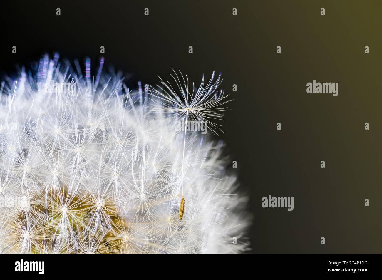 Gros plan de graines moelleuses sur la tête de fleur de pissenlit commune sur fond sombre. Taraxacum officinale. Détail abstrait d'une peluche blanche séparée sur l'horloge. Banque D'Images