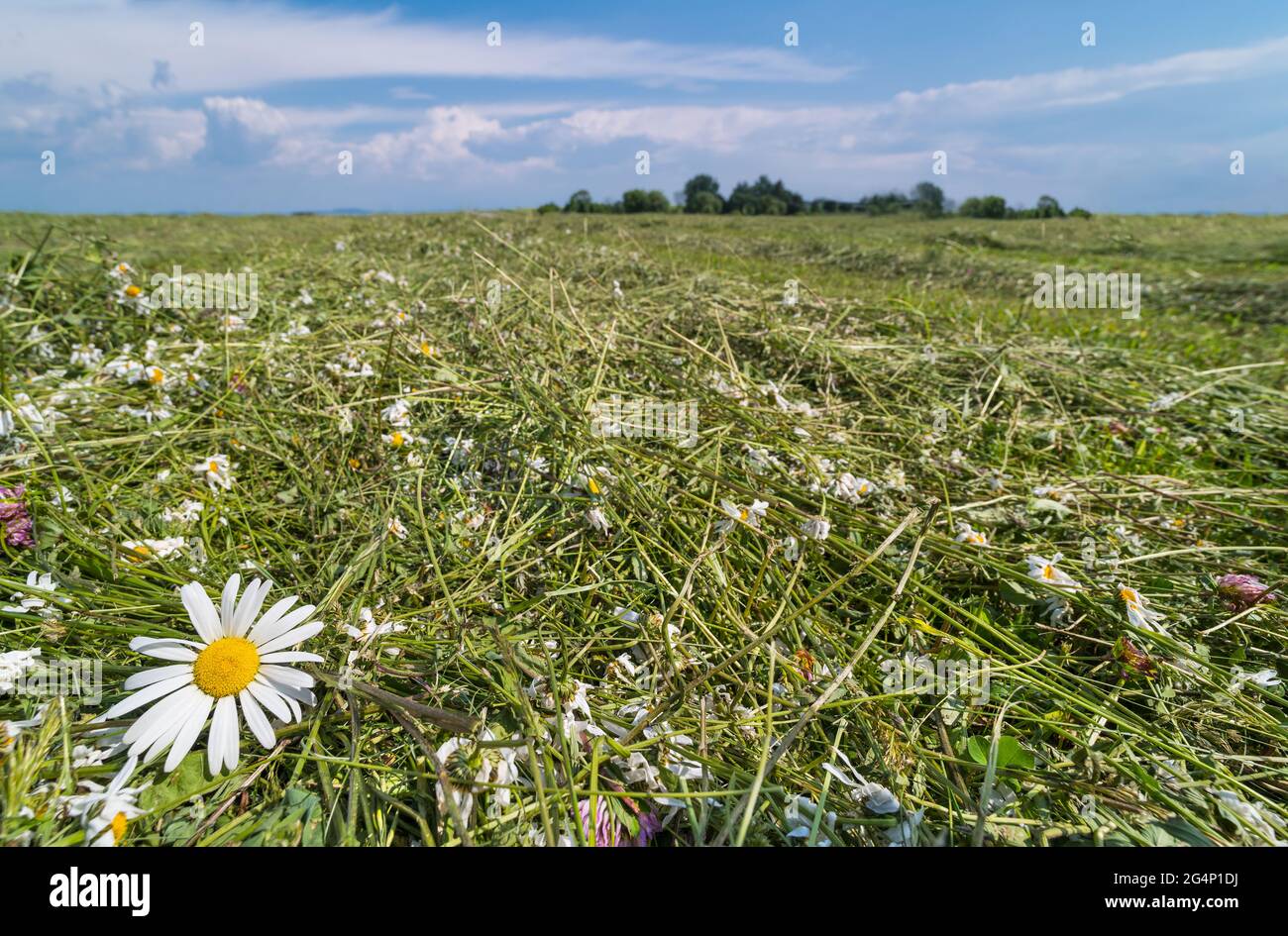 Faucher des fleurs de marguerites, de trèfle et d'herbe dans un pré naturel. Leucanthemum vulgare. Séchage du foin avec des fleurs sauvages blanches dans le paysage rural. Ciel bleu. Banque D'Images