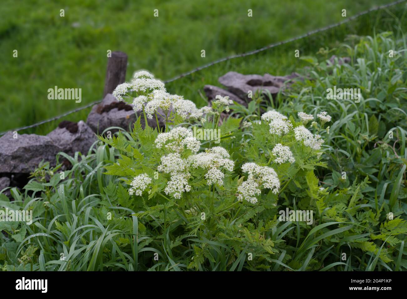 Gros plan de fleurs de Oenanthe fistulosa en fleurs Banque D'Images