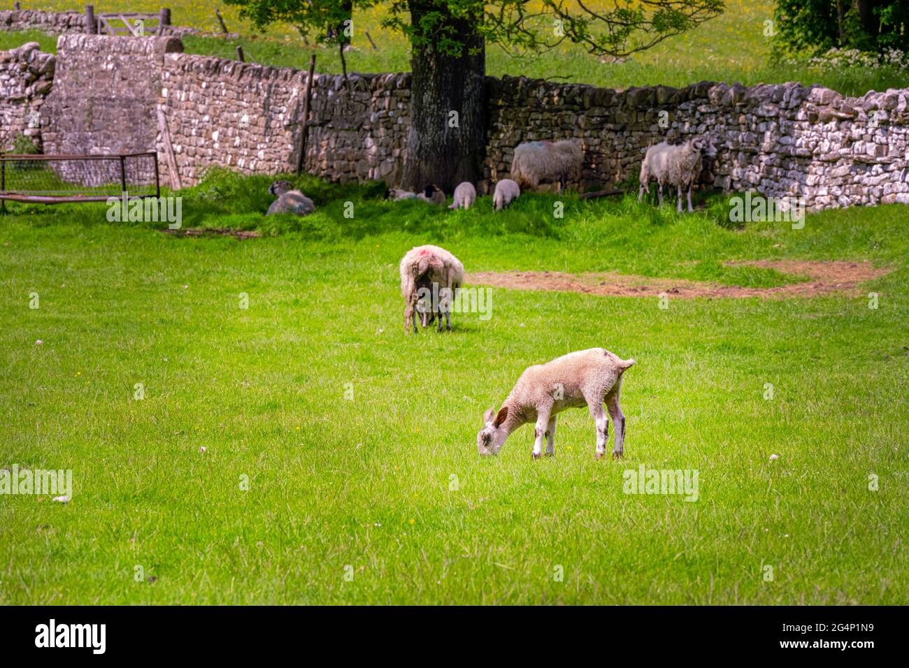 Agneau aux oreilles longues et piquées dans un champ, comté de Durham, Angleterre Banque D'Images