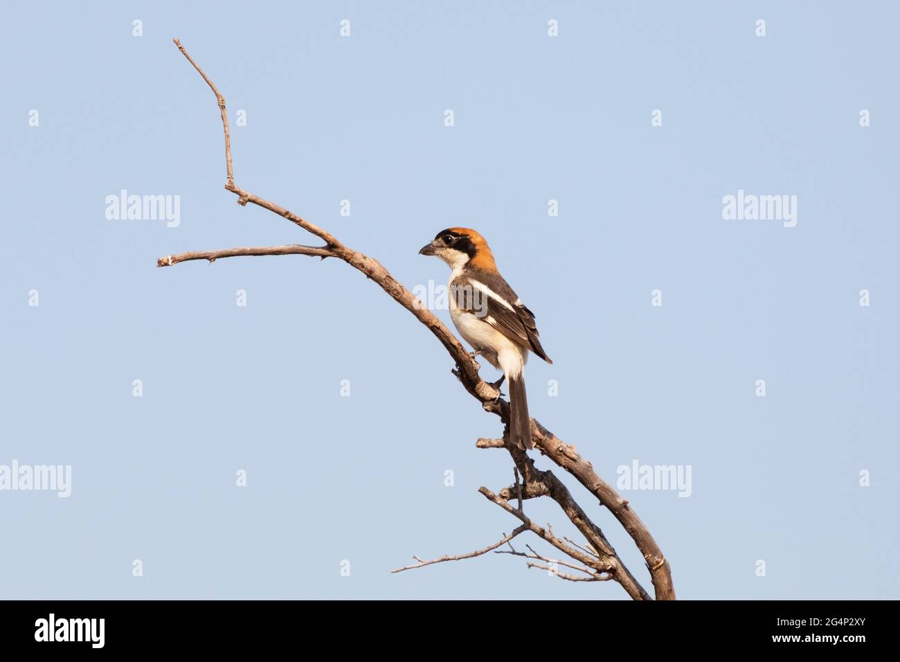 Woodchat Shrike(Lanius sénateur) est une espèce d'oiseau appartenant à la famille des crevettes. Ils se nourrissent de gros insectes, de petits oiseaux, de campagnols et de lézards. Le Banque D'Images