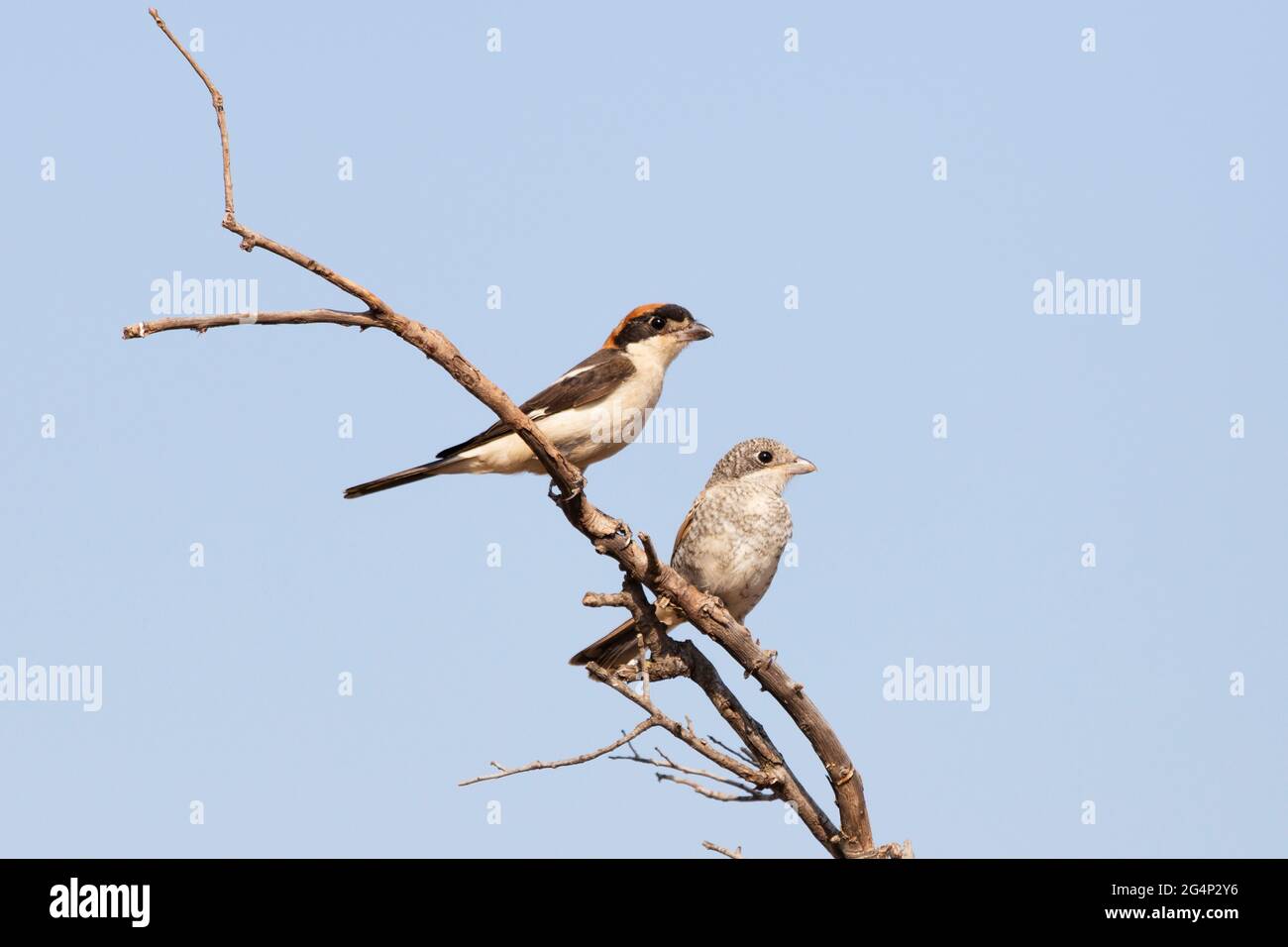 Woodchat Shrike(Lanius sénateur) est une espèce d'oiseau appartenant à la famille des crevettes. Ils se nourrissent de gros insectes, de petits oiseaux, de campagnols et de lézards. Le Banque D'Images