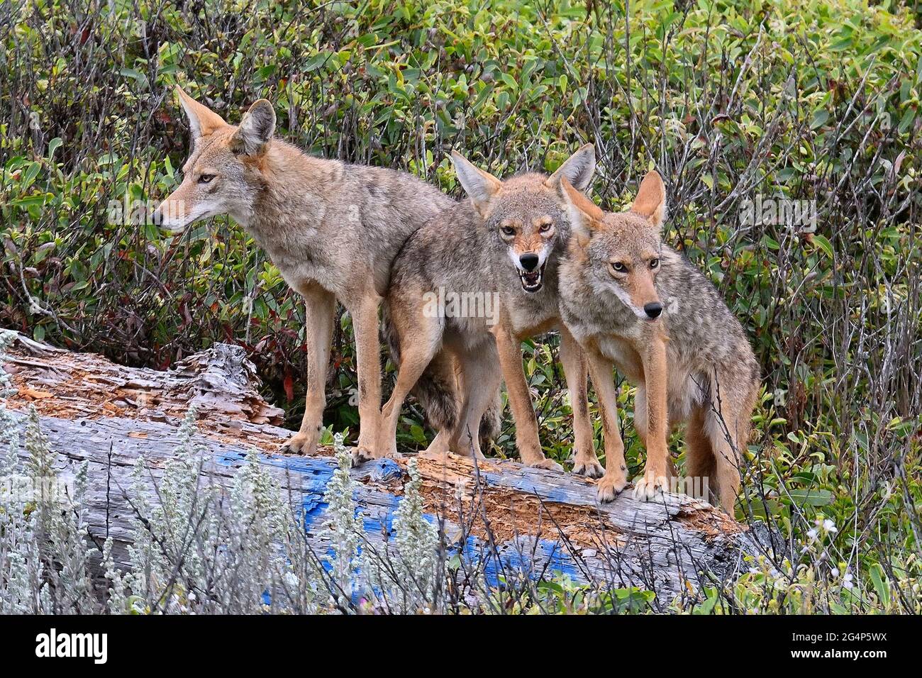 Bush Wolves Loups saiss Banque de photographies et d’images à haute résolution - Alamy