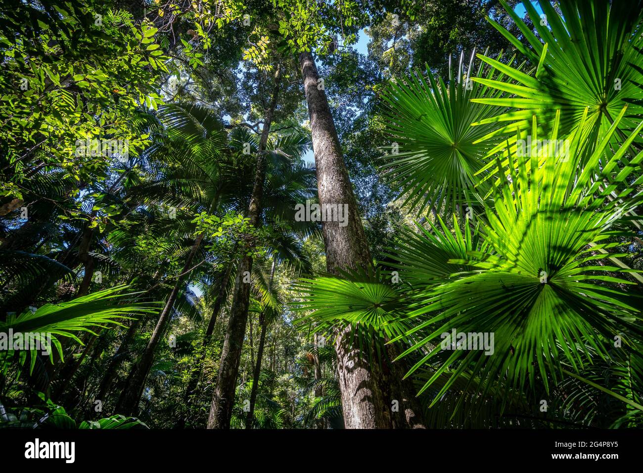 Forêt tropicale luxuriante dans le parc national d'Eungella, Queensland, Australie Banque D'Images