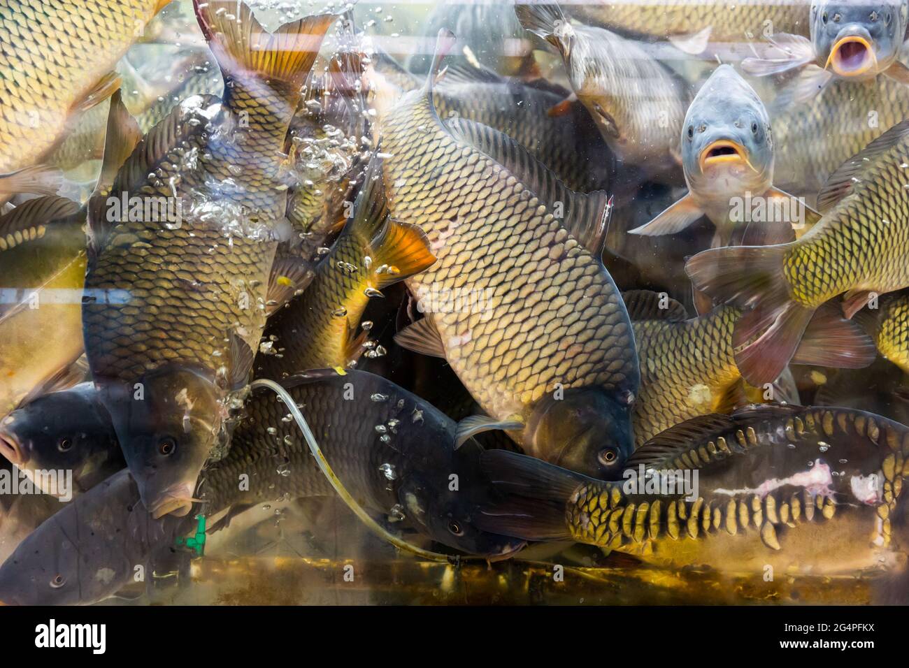 poisson vivant à vendre au supermarché, carpes nageant dans un