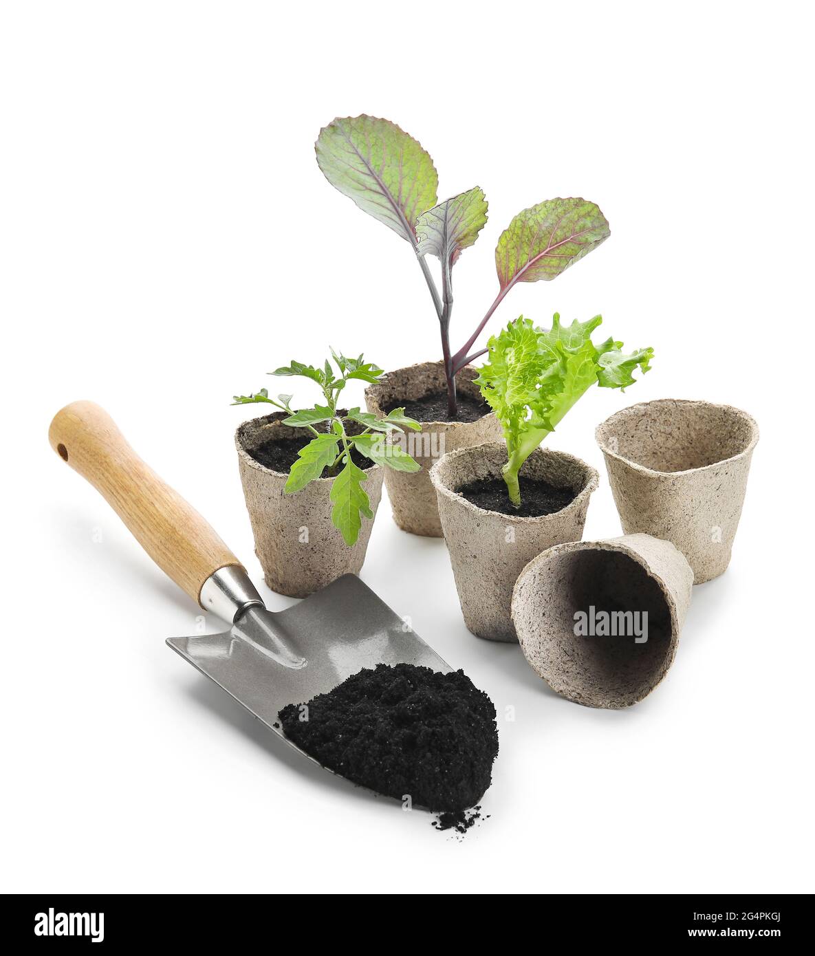 Plante des semis dans des pots de tourbe et pelle de jardinage avec le sol sur fond blanc Banque D'Images