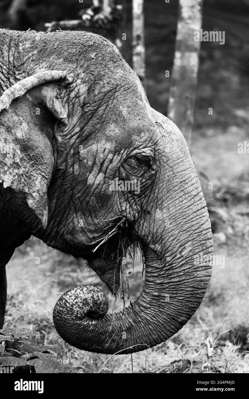 Éléphants d'Asie à Phuket en Thaïlande Banque D'Images