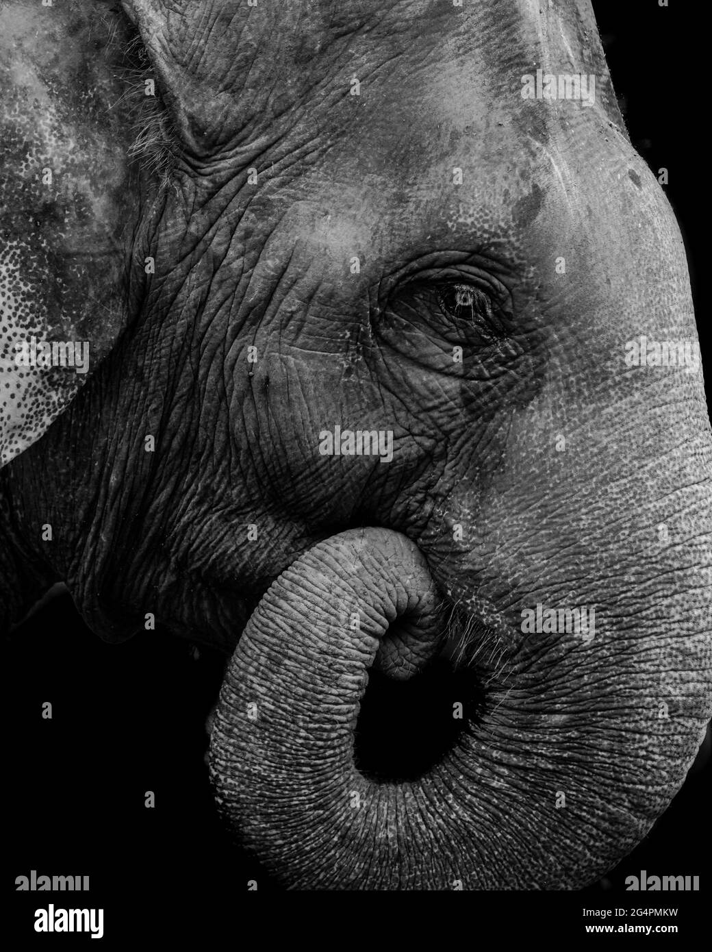 Éléphants d'Asie à Phuket en Thaïlande Banque D'Images