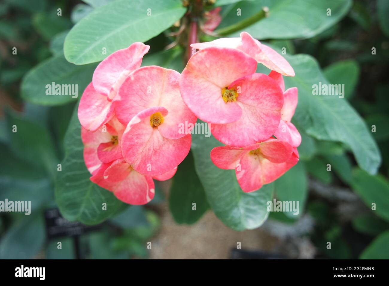 Euphorbia milii var. Splendens la Couronne des Thorns Christ plante Banque D'Images
