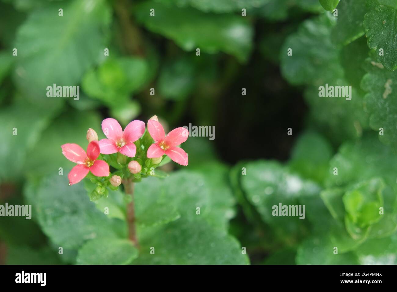 Petites fleurs roses et feuilles vertes Banque D'Images