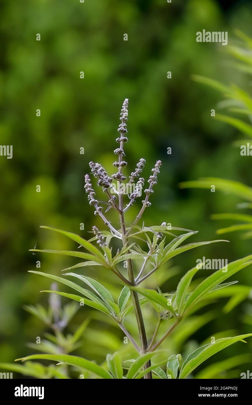 Bourgeons, feuilles et tige du poivre du moine (Agnus castus) Carduus marianus au début de l'été, Bavière, Allemagne, Europe Banque D'Images