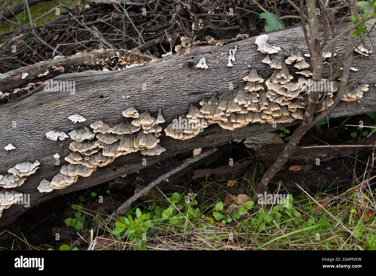 Le champignon de la queue de dinde, Trametes versicolor, pousse sur une bûche déchue dans les monts Diablo dans le comté de San Benito, dans la chaîne côtière de Californie. Banque D'Images