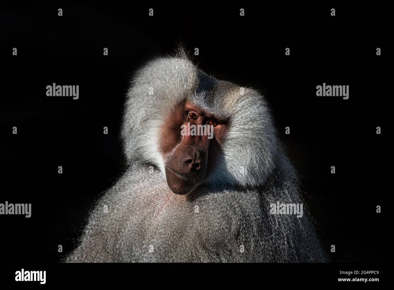 Gros plan Portrait de babouin avec visage rouge et fourrure grise Banque D'Images