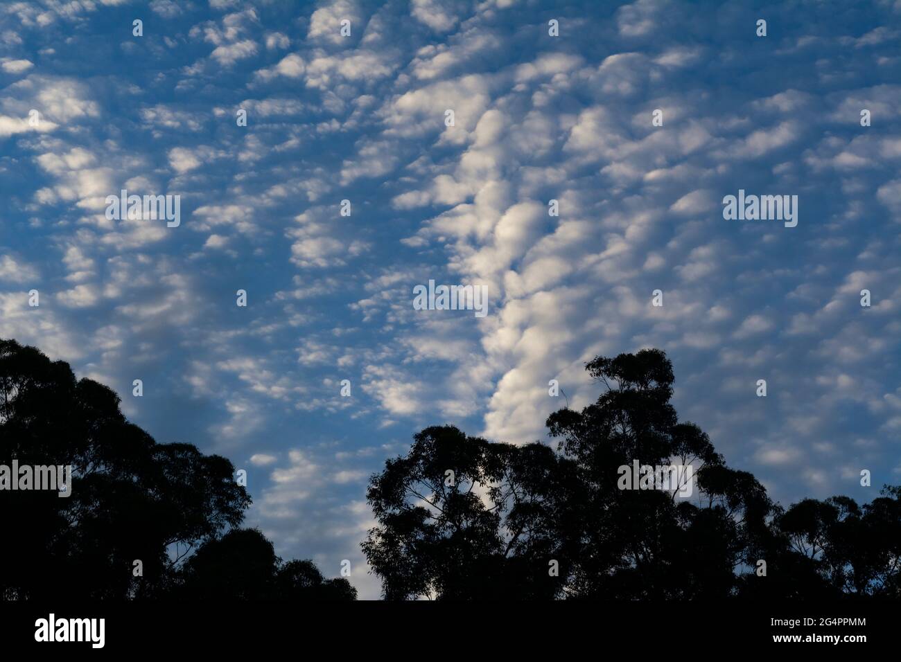 Nuage d'Altocumulus Floccus à Sydney, en Australie Banque D'Images