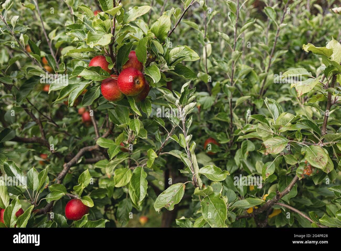 Pommes biologiques vertes et rouges mûres, prêtes à être cueillies dans un jardin d'orchidées permaculture maison Banque D'Images