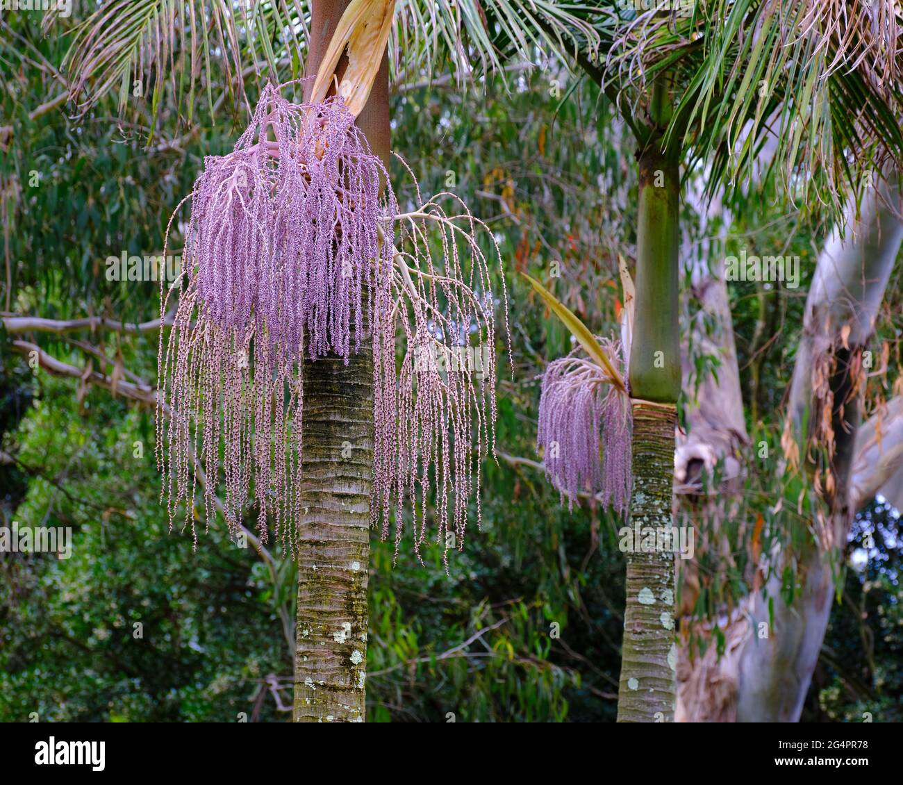 Bangalow Palm Seed Pods Banque D'Images